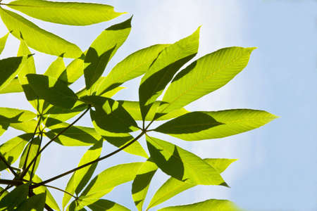 Leafs of tree on the blue sky backgroundの写真素材
