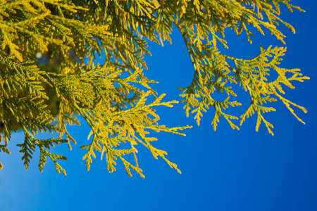 Decorative pine on the blue sky backgroundの写真素材