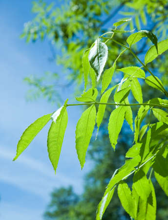 Leafs of tree on the blue sky backgroundの写真素材