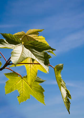 Leafs of tree on the blue sky backgroundの写真素材