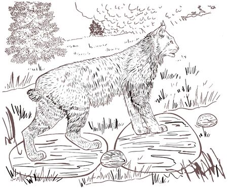 Vector antique engraving drawing illustration of lynx linx isolated on white backgroundのイラスト素材