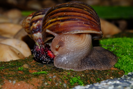 Snail animal'slife eat some fruits on the green grass,with beaurty shapeの写真素材