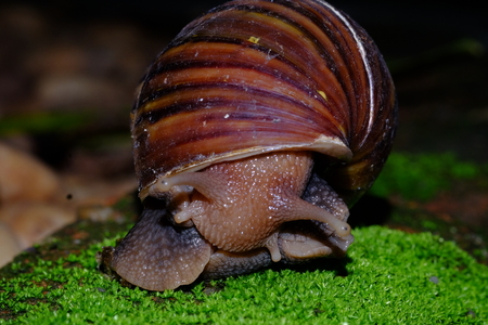 Snail animal'slife eat some fruits on the green grass,with beaurty shapeの写真素材