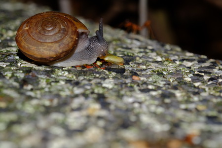 ail animal's life with beauty shape eat some food on the brickの写真素材