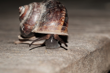 Snail animal's life crawling on the wood eat some foodの写真素材