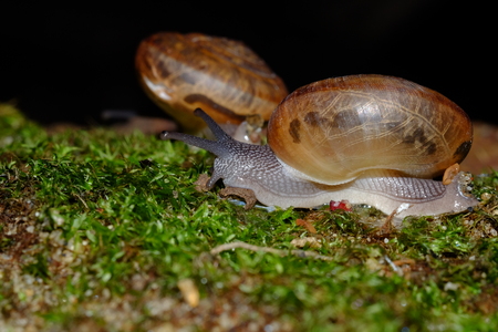 ail animal's life with beauty shape eat some food on the brickの写真素材