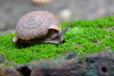 Snail animal's life on green grass eat some foodの写真素材