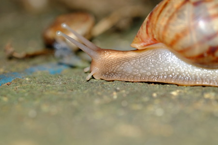 Snail animal's life crawling on the brick eat some foodの写真素材