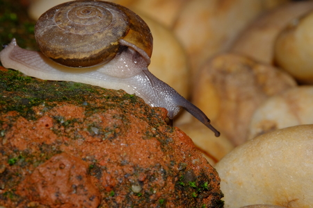 Snail animal'slife crawling on the red brick in the gardenの写真素材