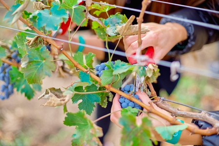 Close up of Workers Hands Cutting Red Grapes from vines during wine harvest.の写真素材