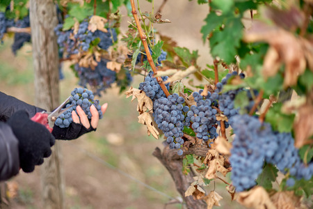 Close up of Workers Hands Cutting Red Grapes from vines during wine harvest.の写真素材