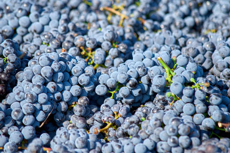 Red grapes in a box, as background