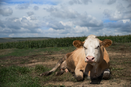 Cow on a spring farm pasture. Very funny dairy cow lies on the grass and looks at the camera. Farm...