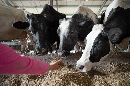 agriculture industry, farming, people and animal husbandry concept - farmer hand feeding cow with hay in cowshed at dairy farmの写真素材