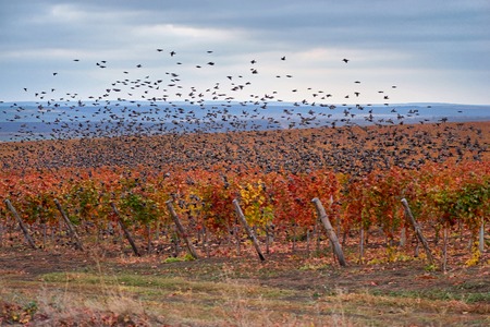 Flock of birds flying over the vineyard.の写真素材