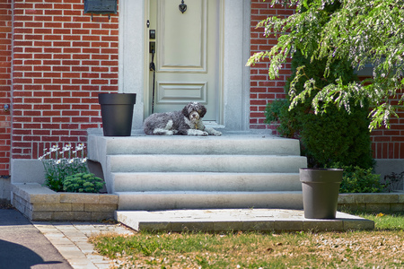 Dog komondor, hungary shepherd standind on the porch of the house, travel to canada