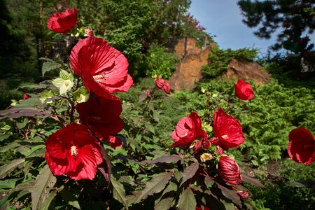 MONTREAL, CANADA, September 5, 2018: Chinese garden of Montreal botanical garden is considered to be one of the most important botanical gardens in the world due to the extent of its collections.のeditorial素材