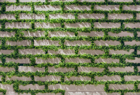 White brick wall with moss growing out of it. Horizontal color photography.の写真素材