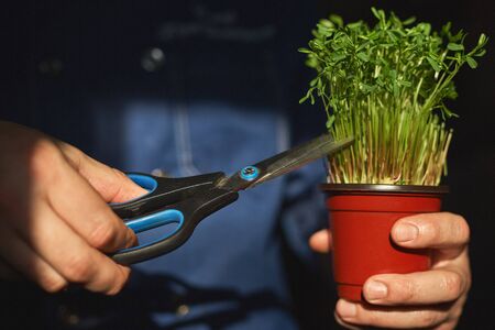 Pot with green pea sprouts in the hands of a cook in a blue uniform, tears off several sprouts for a dish. Soft sunlight from the window illuminates the hands.の写真素材