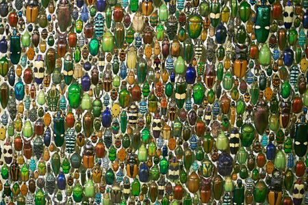 Beetles - bugs pattern. Unusual pattern made out of many beetles of different sizes, as backgroundの写真素材