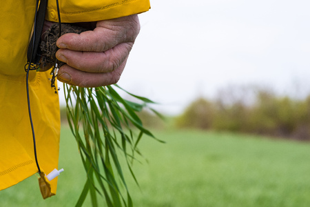 Farmer in a yellow jacket on a wheat field inspects a young crop, holds in his hands the shoots of young wheat, a close-up of his hand. agriculture conceptの写真素材
