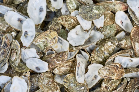 Oyster shells as a top view background. Close up