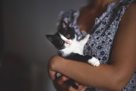 Homeless animals. thrown cat on the hand, looking at the camera. Animal welfare in a homeless shelter. Low key, toned photo.の写真素材