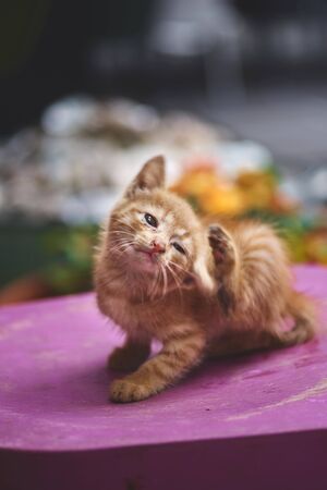 Homeless animals. abandoned cat red, fleas, itchy yourself look at the camera. Animal welfare in a homeless shelter.の写真素材