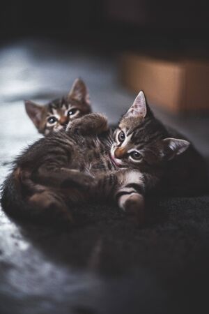 Homeless animals. abandoned kittens, cute kittens are playing, looking at the camera. Animal welfare...