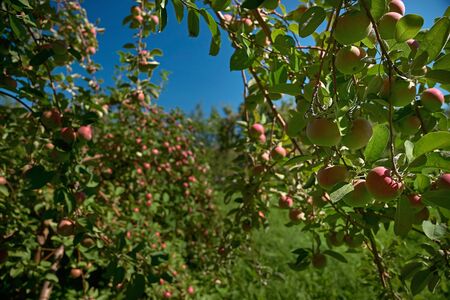 Apple garden nature background sunny autumn day.