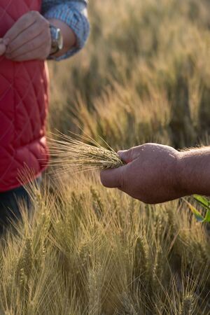 Hand with ears of grain wheat spikelet close up growing, agriculture farming rural economy agronomy concept. Skyline. Copyspace On Clear Sky.の写真素材