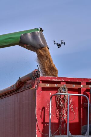 Green combine harvester machine unloading sorghum into a red trailer truck. sorghum harvest in...