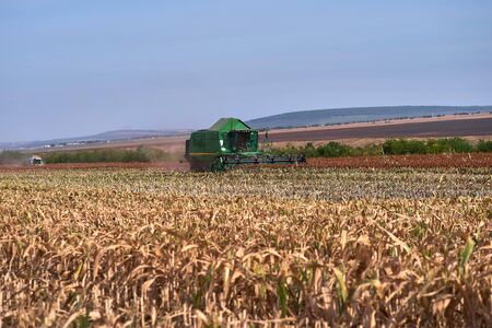 Floresti, Moldova. September 11, 2019: Green Harvesting working on a sorghum filed. Harvest season in raion of Floresti, Moldova.のeditorial素材