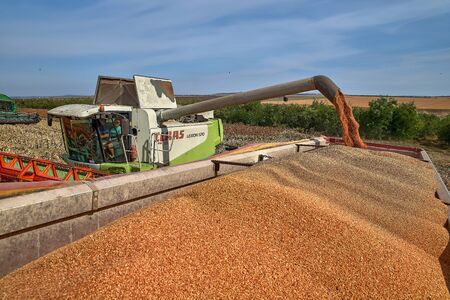 Floresti, Moldova. September 11, 2019: combine harvester machine unloading sorghum into trailer truck. sorghum harvest in summer. Sunny blue sky, Harvest seasonのeditorial素材