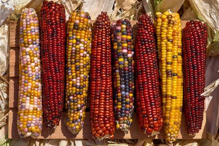 multicolored corn cobs, corn for popcorn. Close up, Top view.の写真素材