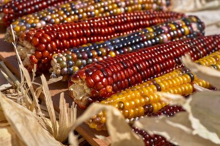 multicolored corn cobs, corn for popcorn. Close up.の写真素材