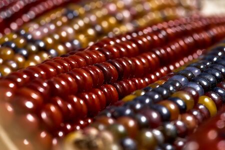 multicolored corn cobs, corn for popcorn. Close up.