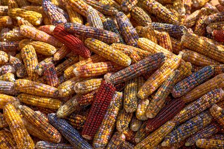 Pile of corn cobs, multicolored for popcorn, corn background.の写真素材