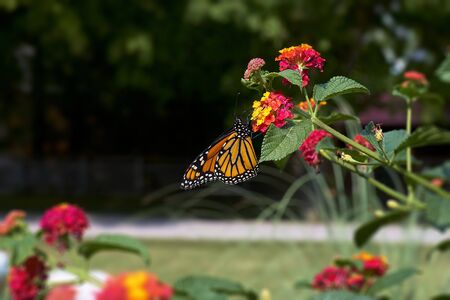 Colorful Monarch butterfly feeding on a flower.の写真素材