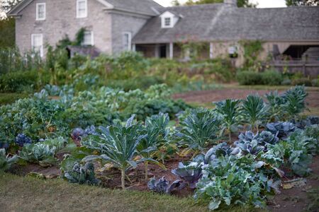 fragment of a garden near a house in old Canada.