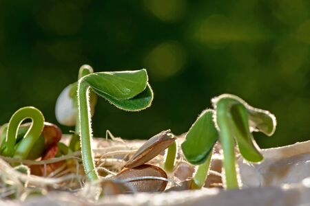 Pumpkin sprouts. Home plantation of growing seedlings on a green background. Young sprout in the sun, closeup.の写真素材