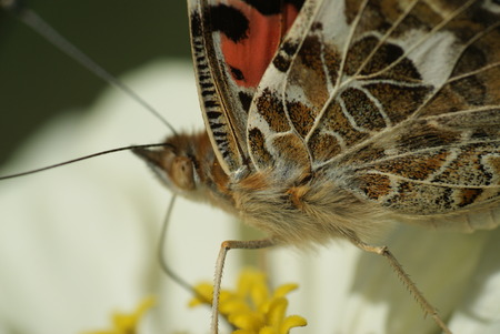 Butterflyの写真素材