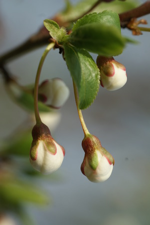 Apple budsの写真素材