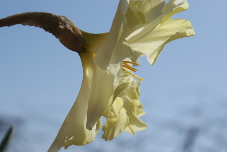Yellow flowerの写真素材