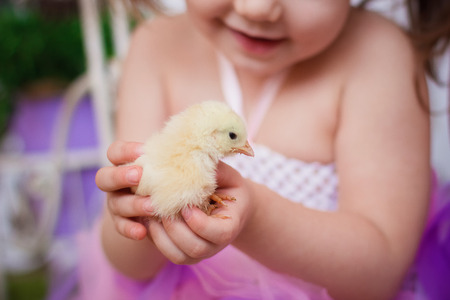 Sunny chick in the hands of a childの写真素材