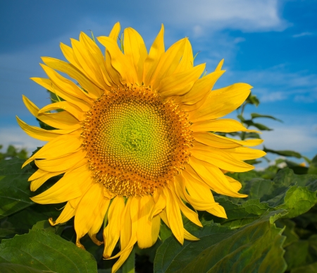 Vibrant sunflower with green leaves on an early morningの写真素材