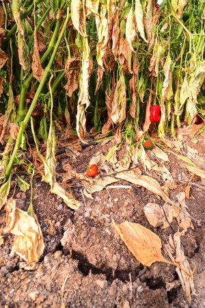 Ripe peppers left to rot in a greenhouse on a sabbatical yearの写真素材