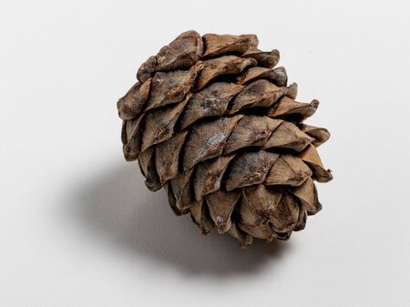 Cedar cone lying on a white table. Brown whole cone with pine nutsの写真素材