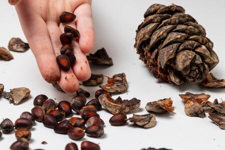 In the child hand, pine nuts from the cones of the Siberian pine. Cedar nuts, peel and pine cone on a white background.の写真素材