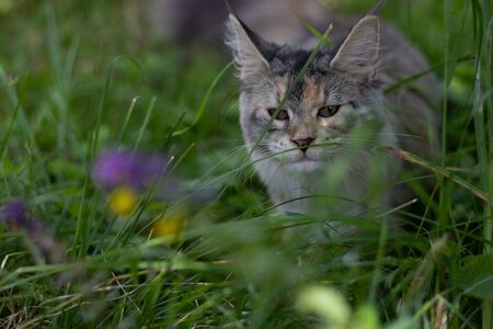 Young beautiful cat Maine Coon walking in the garden. The Maine Coon in the outdoor among the grass...